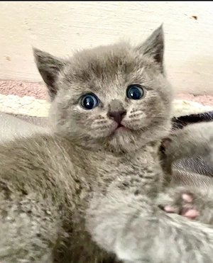 BKH Kitten  Junge Blue sehr lieb reinrassig