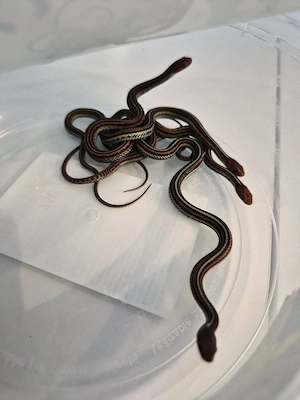 0.0.5 Thamnophis sirtalis tetrataenia