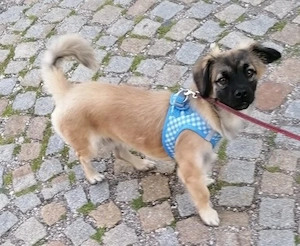 Niedlicher kleiner Benny sucht neues Zuhause