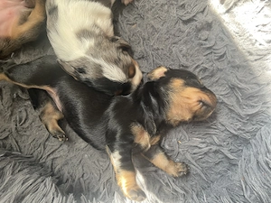 DackelMix Welpen