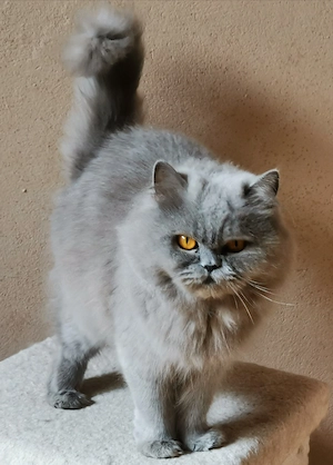 In liebevolle Hände gegen FutterKosten abzugeben 