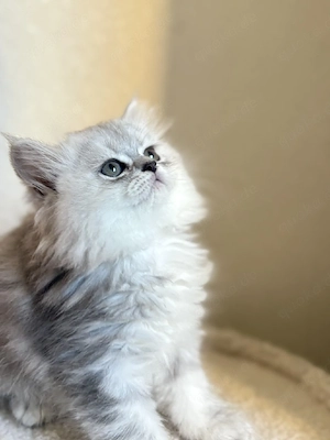 Süße Perserkatze sucht liebevolles Zuhause