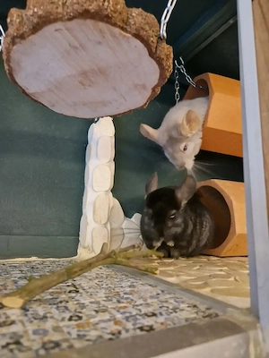2 Chinchilla-Mädels mit oder ohne zum Käfig ausgebauten Schrank 