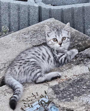Zwei wunderschöne Bengal-BKH-Mix Katzenmädchen sind ab sofort abgabebereit