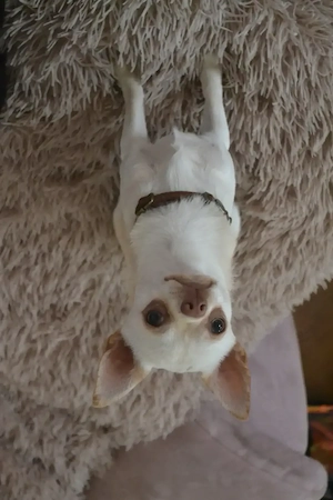 Chihuahua Rüden 