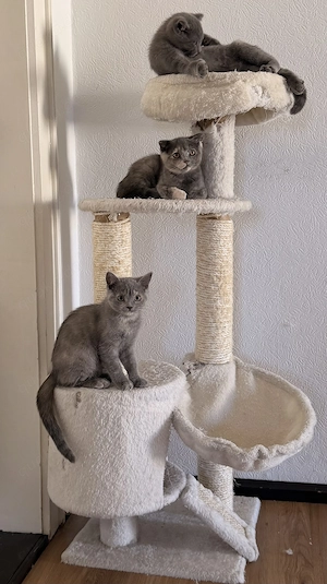 BKH Kitten abgabebereit