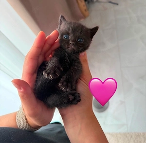 wunderschöne bkh mix babys zu verkaufen
