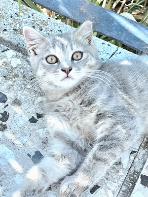 Die letzte wunderschöne Bengal-BKH-Mix Katzenmädchen 