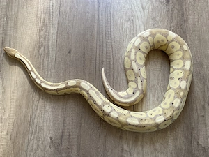 Königspython Banana Cinnamon Het Clown (optional mit Terrarium)