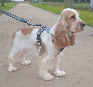 Cocker Mädchen sucht ein neues Zuhause 