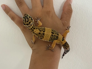 1.0 Wunderschöne Leopardgeckos aus 2026 perfekte Haustiere (kann man problemlos auf die Hand nehmen)