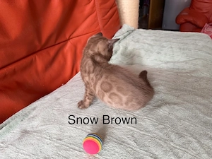 Reinrassige Bengal Kitten mit grossen Rosetten