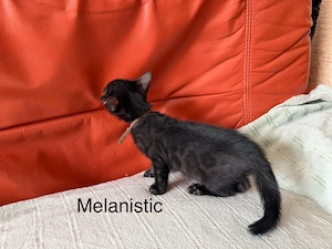 Reinrassige Bengal Kitten mit grossen Rosetten