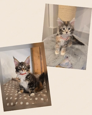 Maine Coon 