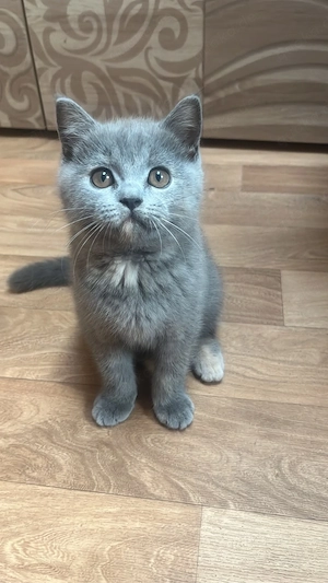 Süßes Bkh Kitten
