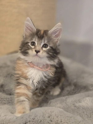 Maine Coon 