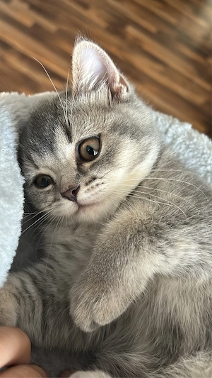BKH Kitten