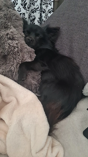 Chihuahua Rüde