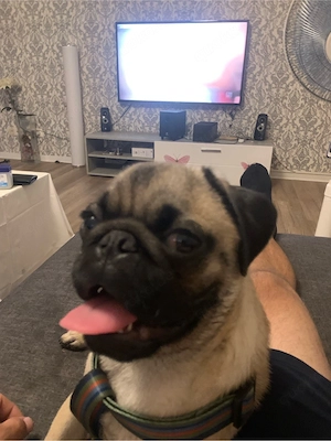 Mops Welbe ab zu geben 