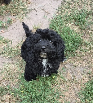Havapoo Toypudel  Havaneser ähnl.Maltipoo Cockapoo