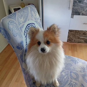 pomeranian zwergspitz