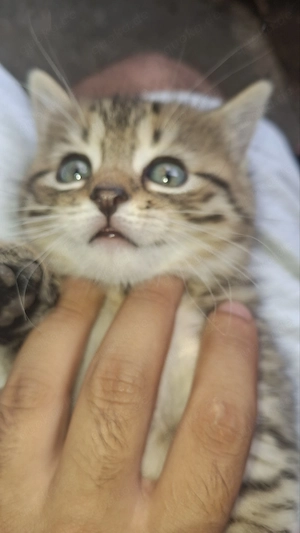 Süßes & verspieltes Kitten (Katze) sucht ein neues Zuhause