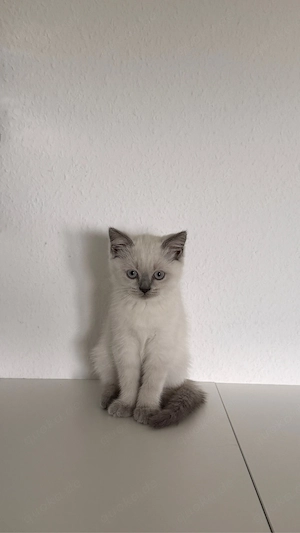 Bkh Babykatze