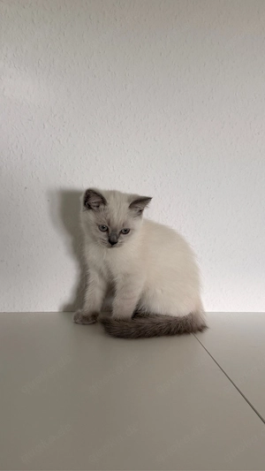 Bkh Babykatze