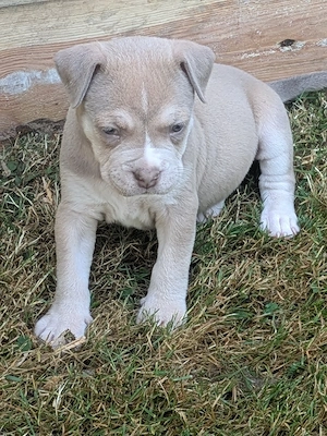 OEB Am. Bulldog + Pocket Bully Welpen in schönen Farben 