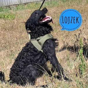 Lojzek, junger Kroatischer Schäferhund Rüde, schlau und bildhübsch!