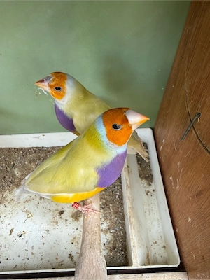 Gouldamadine