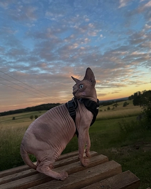 Sphynx Katzen suchen liebevolles Zuhause Bild 9