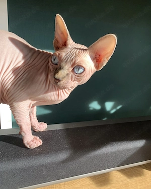  Sphynx Katzen suchen liebevolles Zuhause Bild 6