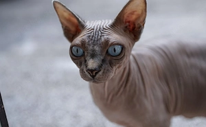  Sphynx Katzen suchen liebevolles Zuhause Bild 8