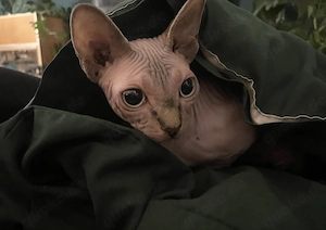  Sphynx Katzen suchen liebevolles Zuhause Bild 4