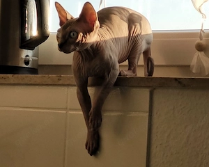  Sphynx Katzen suchen liebevolles Zuhause Bild 10