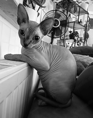  Sphynx Katzen suchen liebevolles Zuhause Bild 5