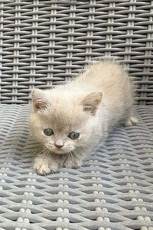 Zwei drei Monate alte, wunderschöne Britisch-Kurzhaar-Katzen warten auf ihre Familien.     