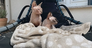  Sphynx Katzen suchen liebevolles Zuhause Bild 3