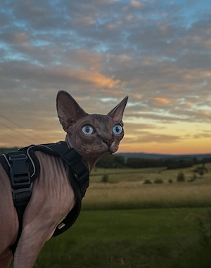  Sphynx Katzen suchen liebevolles Zuhause Bild 7