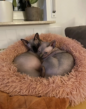 Liebevolles Zuhause für unsere Sphynxkatzen gesucht  