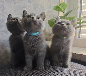    3 BKH-Mix Kitten   2 Kater & 1 Katze   ab September   