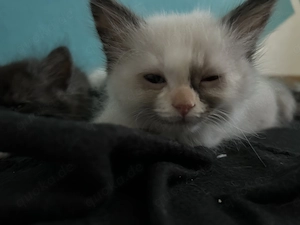 Maine Coon Mix Kitten suchen neues zu Hause