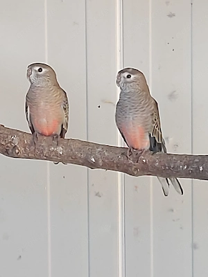 Bourkesittiche - Vögel - Sittiche 