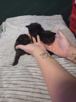 Babykatzen zu verkaufen 