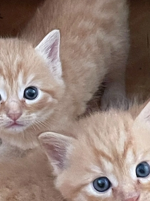 wunderschöne kitten 