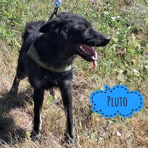 Pluto, bildhübscher Mix aus Mudi   Kroatischer Schäferhund