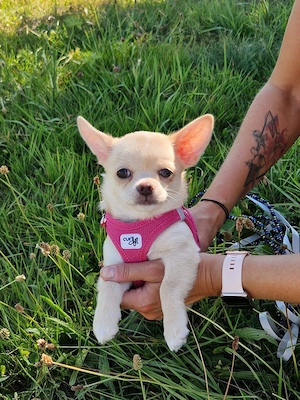 Wunderschöne Chihuahua Welpen in KH und LH 