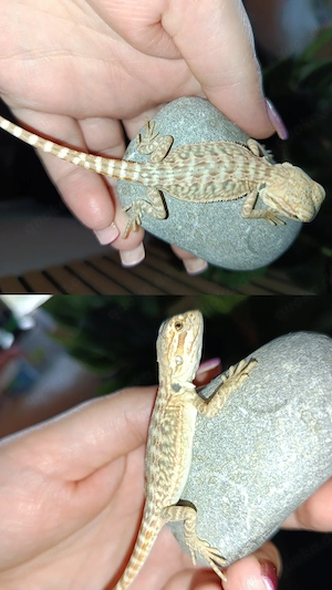 Wunderschönes Bartagamen Männchen Leatherback  sehr schön 