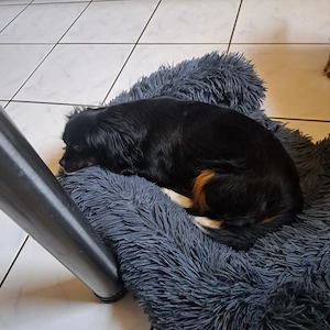 Pekingese Hündin 2j KINDERLIEB in Brandenburg besuchbar 